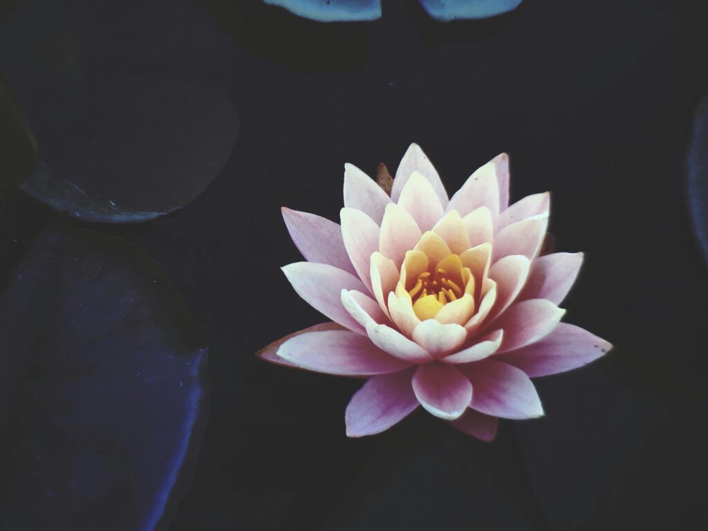 Nurturing Life Acupuncture in Tecoma, Dandenong Ranges with April Wood